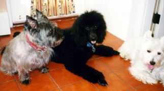 Dog Group
