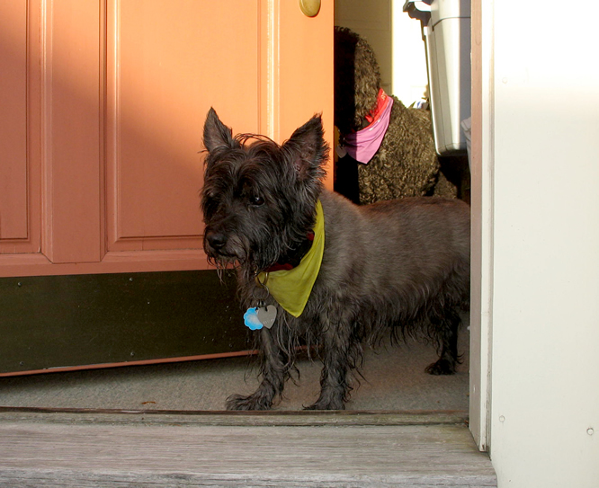 Rufus at Door