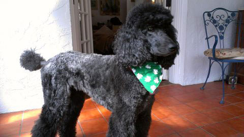 St. Patricks Day